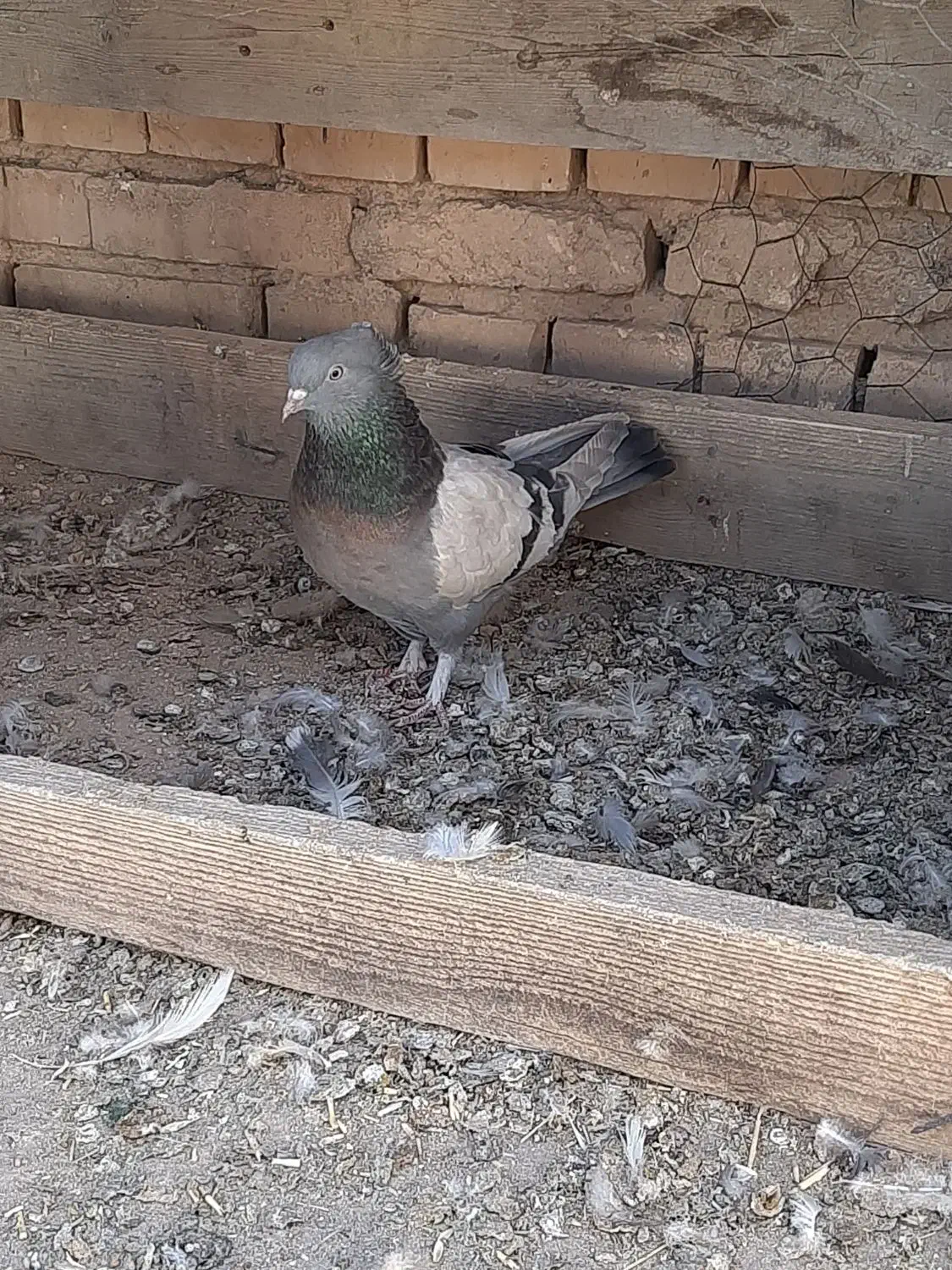 کبوتر|پرنده|بروجن, |دیوار