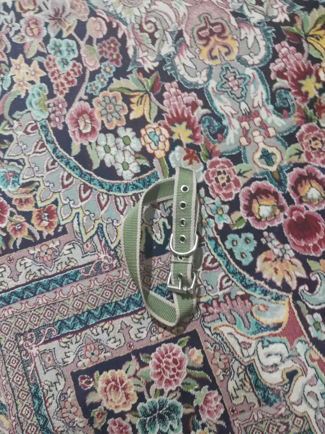 وسایل کامل برای نگهداری گربه و سگ|لوازم جانبی حیوانات|ایرانشهر, |دیوار