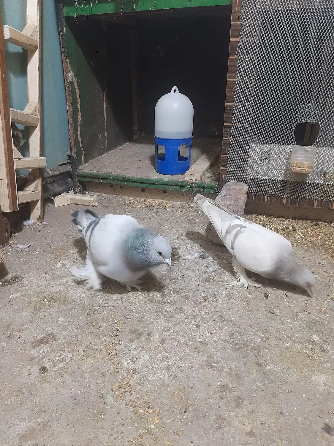 سبز کلاغ و سبز لایه پرپا کلاهی خشگل|پرنده|کرمان, |دیوار