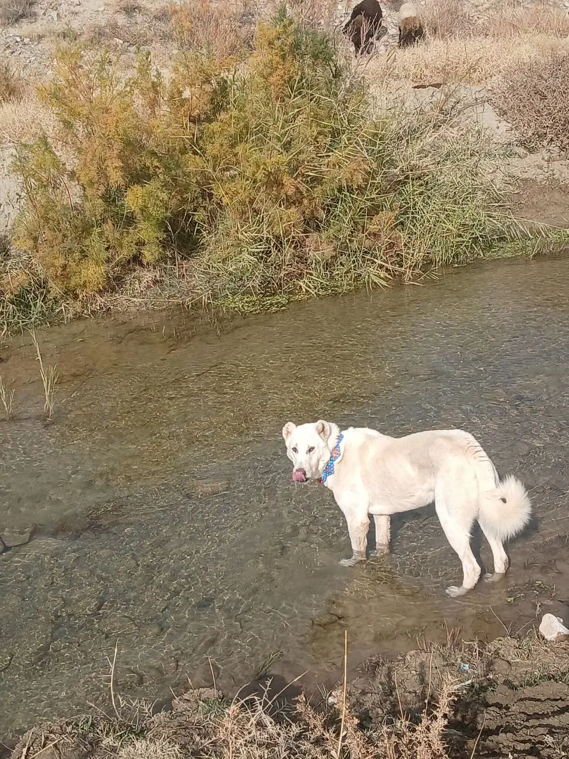 سگ نژاد قدیدم|سگ|انگوران, |دیوار