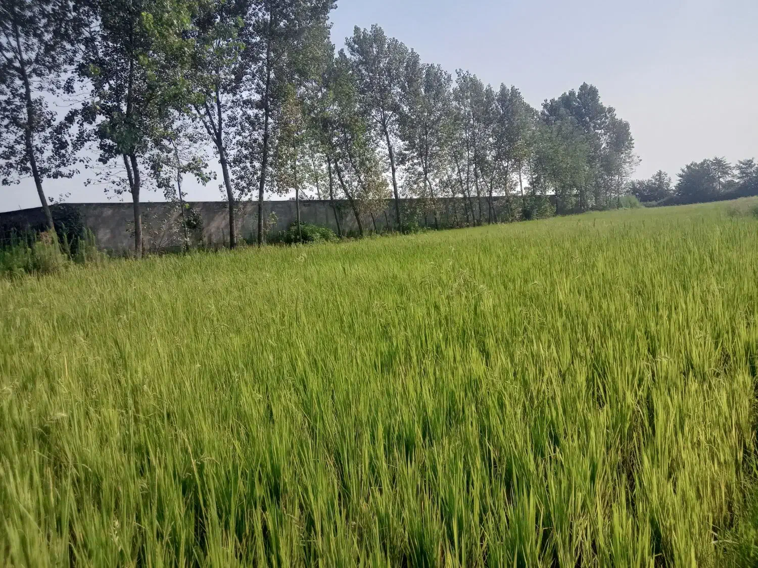 زمین زراعی|فروش زمین و ملک کلنگی|چوبر, |دیوار