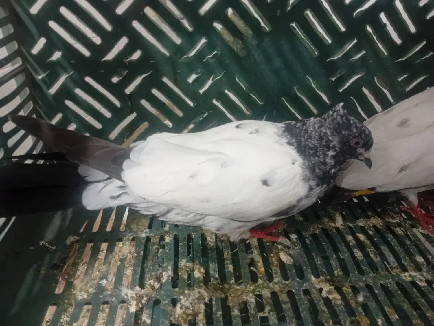 بشی گو|پرنده|مرند, |دیوار