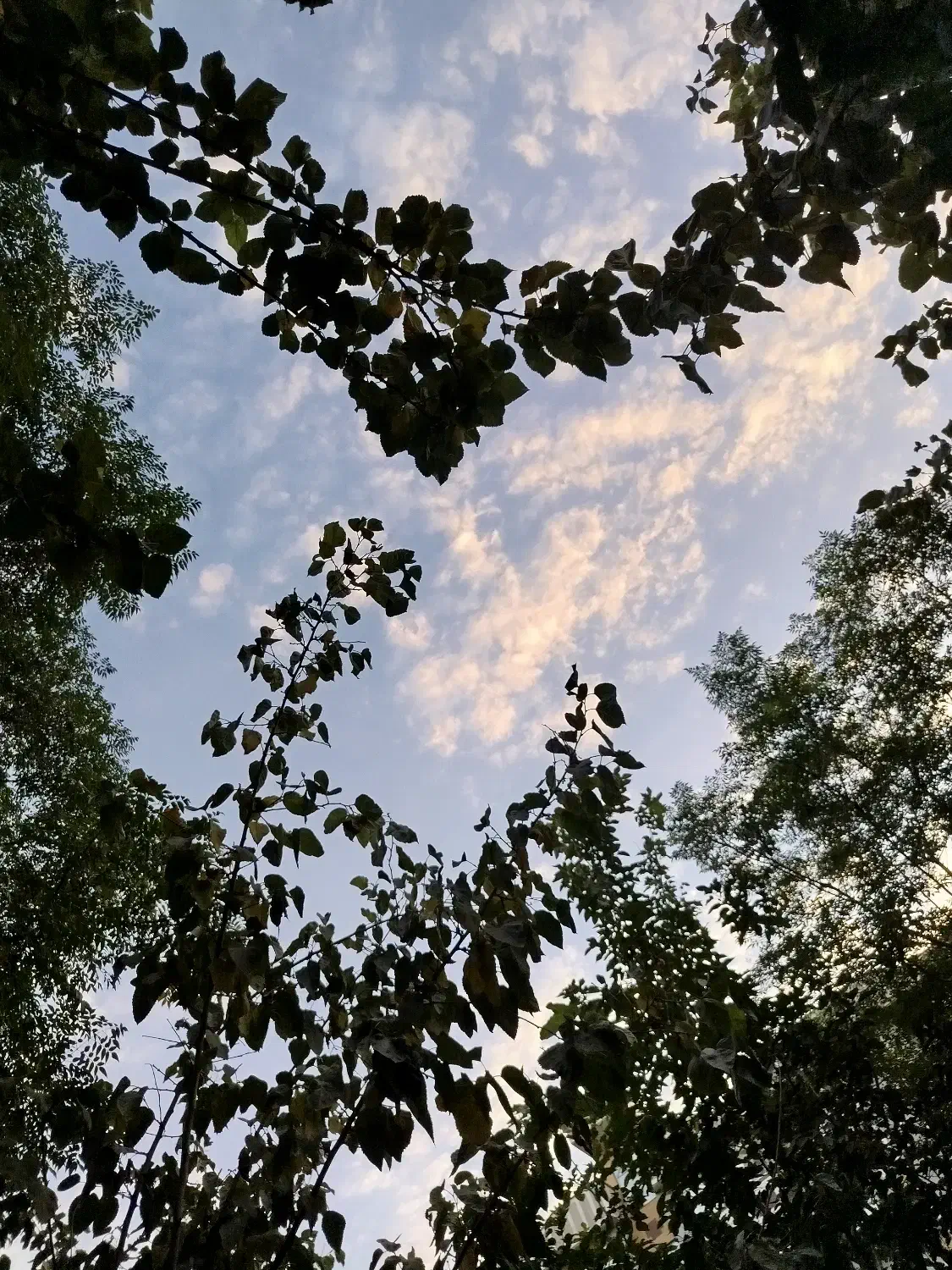 نیازمند خریدار گوشی یا لوازم خونه برای وام|فعالیت داوطلبانه|ری, علایین|دیوار