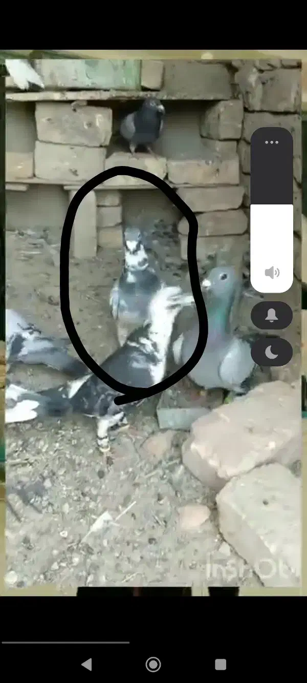 ابلغ گمشده خریدارم ۲م خریدارم|حیوانات|هامون, |دیوار