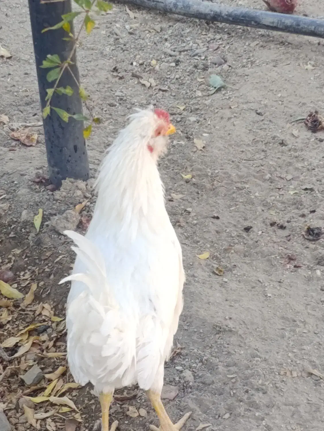 تعداد۱۰عددخروس گلین اصیل|حیوانات مزرعه|رودهن, |دیوار