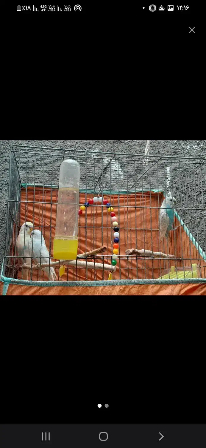 پنجمین حراج. معاوضه دارم. مرغ عشق  و عروس هلندی|حراج|علی‌آباد کتول, |دیوار