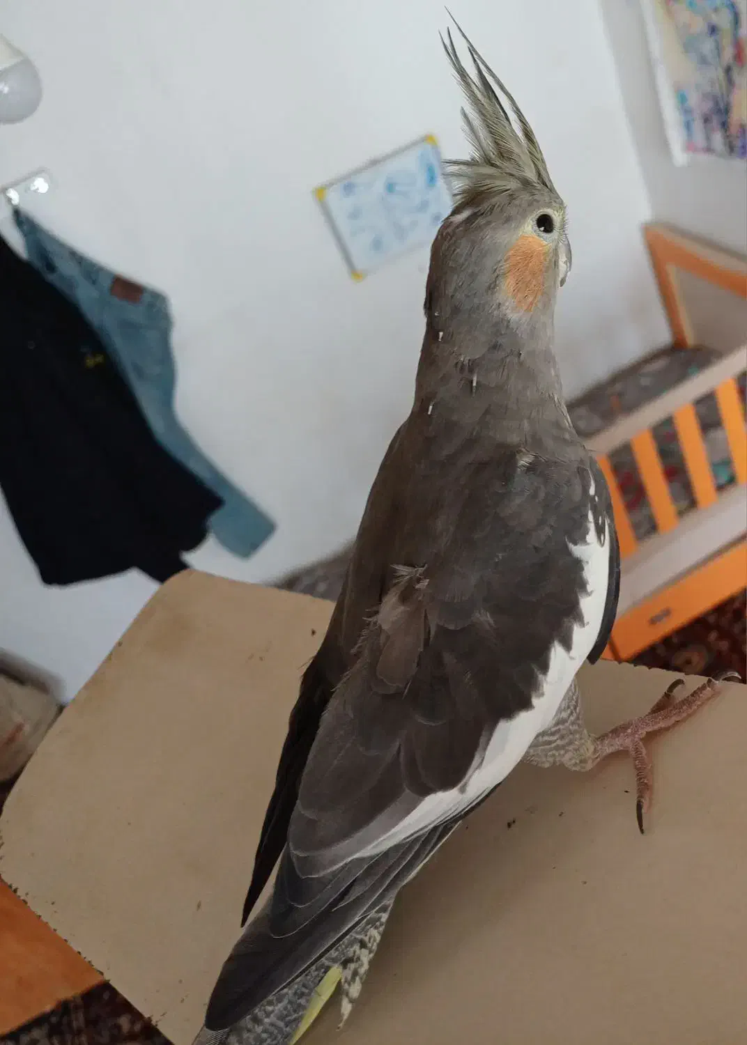 عروس هلندی|پرنده|مریوان, |دیوار