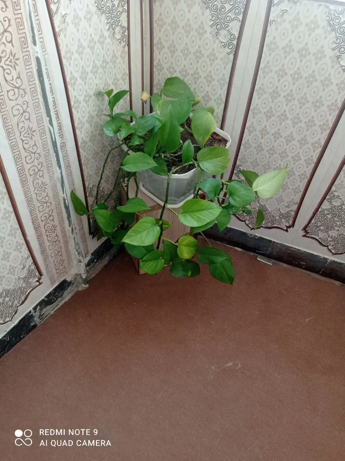 گل طبیعی|گل و گیاه طبیعی|سرپل ذهاب, |دیوار