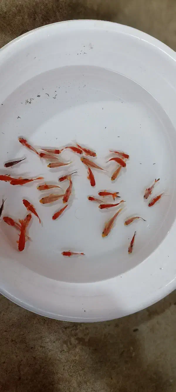 ماهی قرمز|ماهی|قوچان, |دیوار