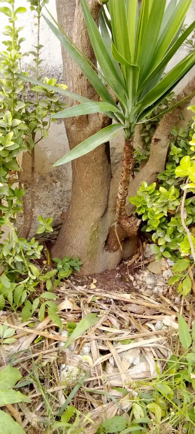 گل سرحال و فوق العاده ۱۰ساله یوکا|گل و گیاه طبیعی|رشت, اسماعیل آباد|دیوار