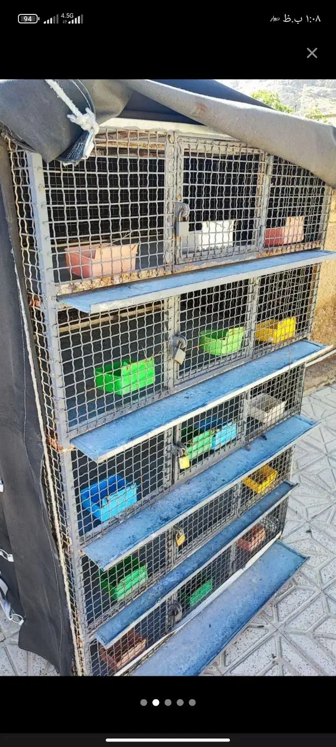 قفس مرغ خروس پرنده|لوازم جانبی حیوانات|مرودشت, رامجرد یک|دیوار