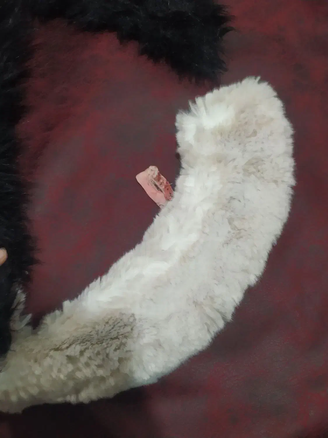 خز برای لباس|لباس|تبریز, |دیوار