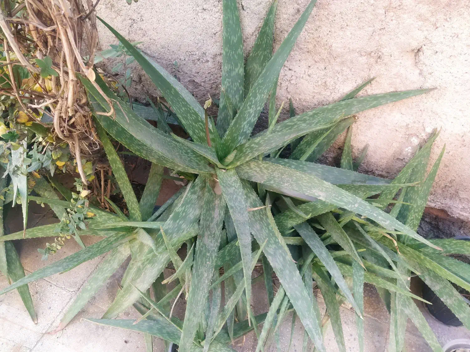 فروش گیاه آلوئه ورا توافقی به قیمت مناسب|گل و گیاه طبیعی|قم, زنبیل آباد|دیوار