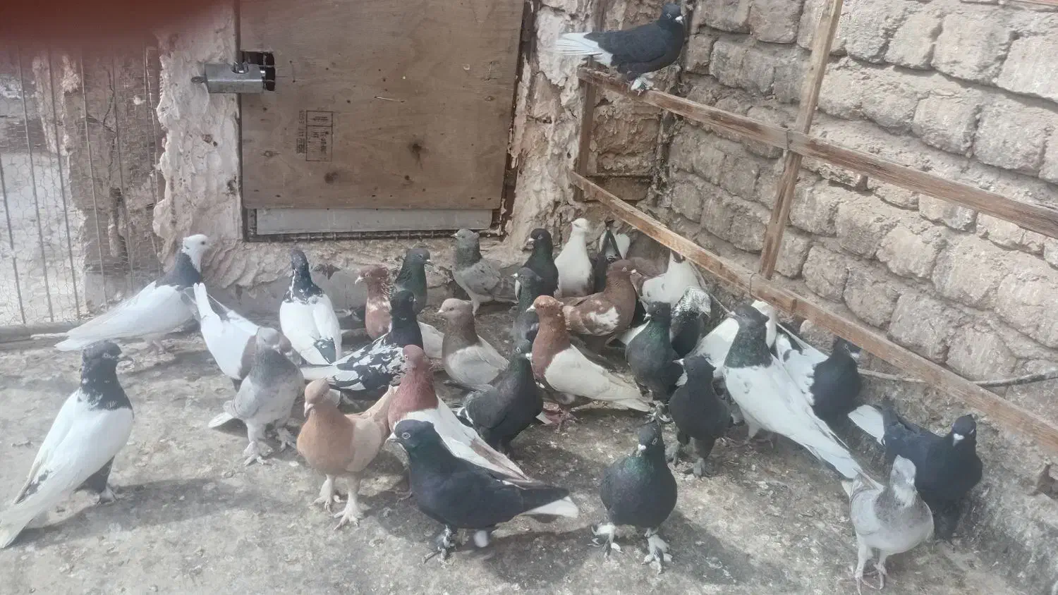 کبوتر رنگی|پرنده|قم, یزدان‌شهر|دیوار