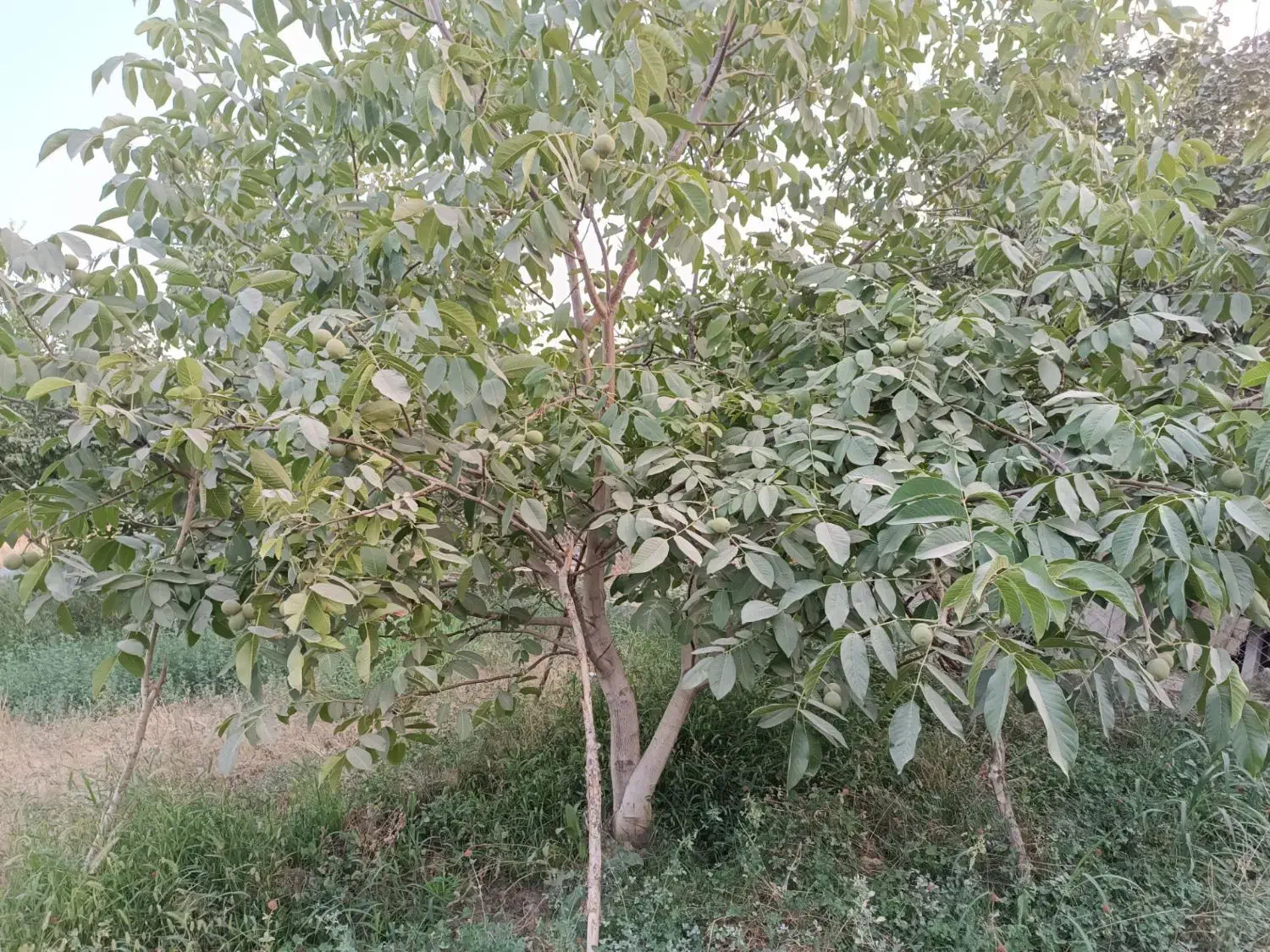 باغ گردو ومیوه مخلوط سندار|فروش زمین و ملک کلنگی|شاهین دژ, |دیوار