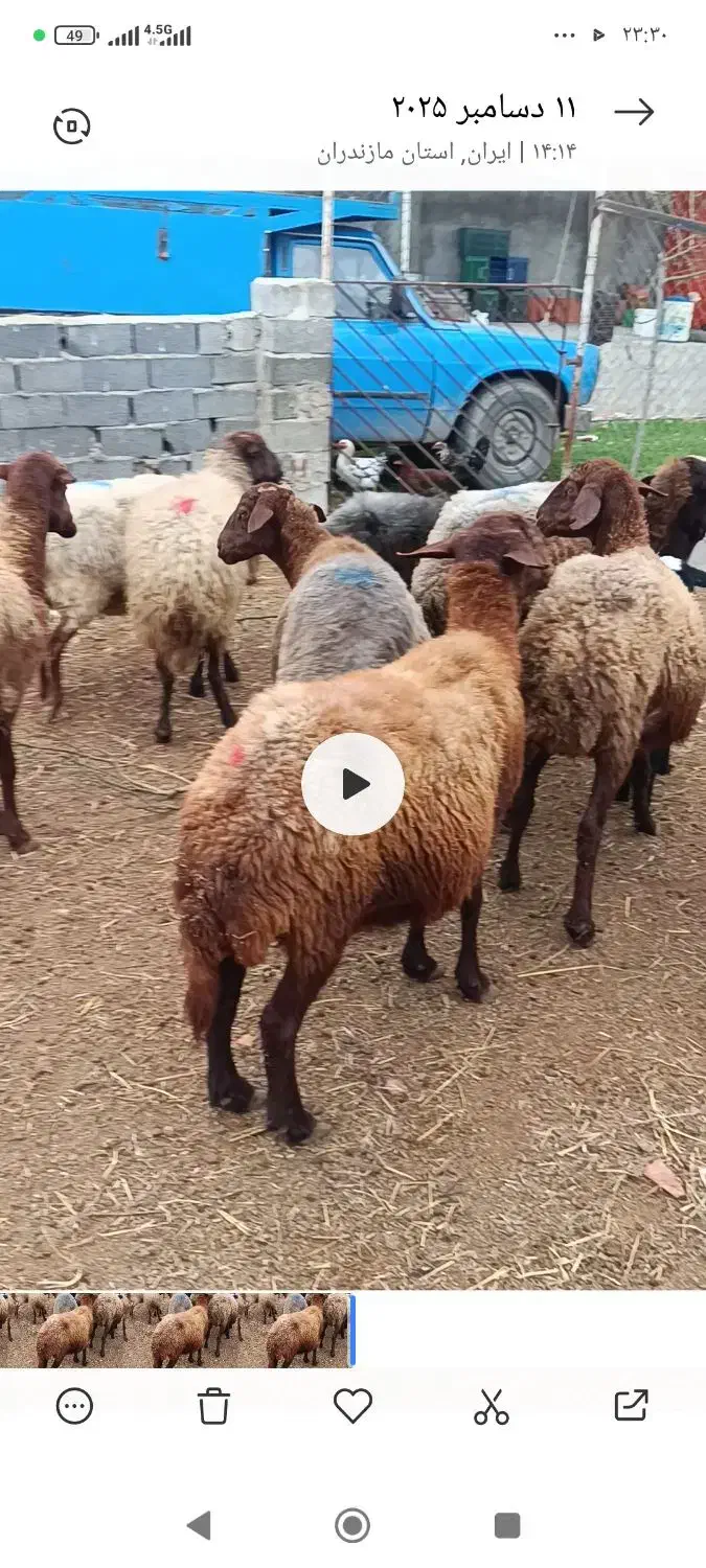 گوسفند ولز با بزغاله|حیوانات مزرعه|نکا, |دیوار