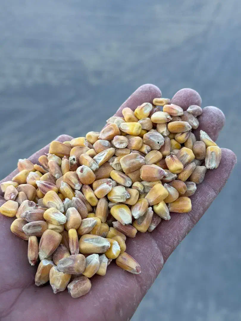 انبار علوفه حاج امیر|عمده‌فروشی|امیدیه, |دیوار