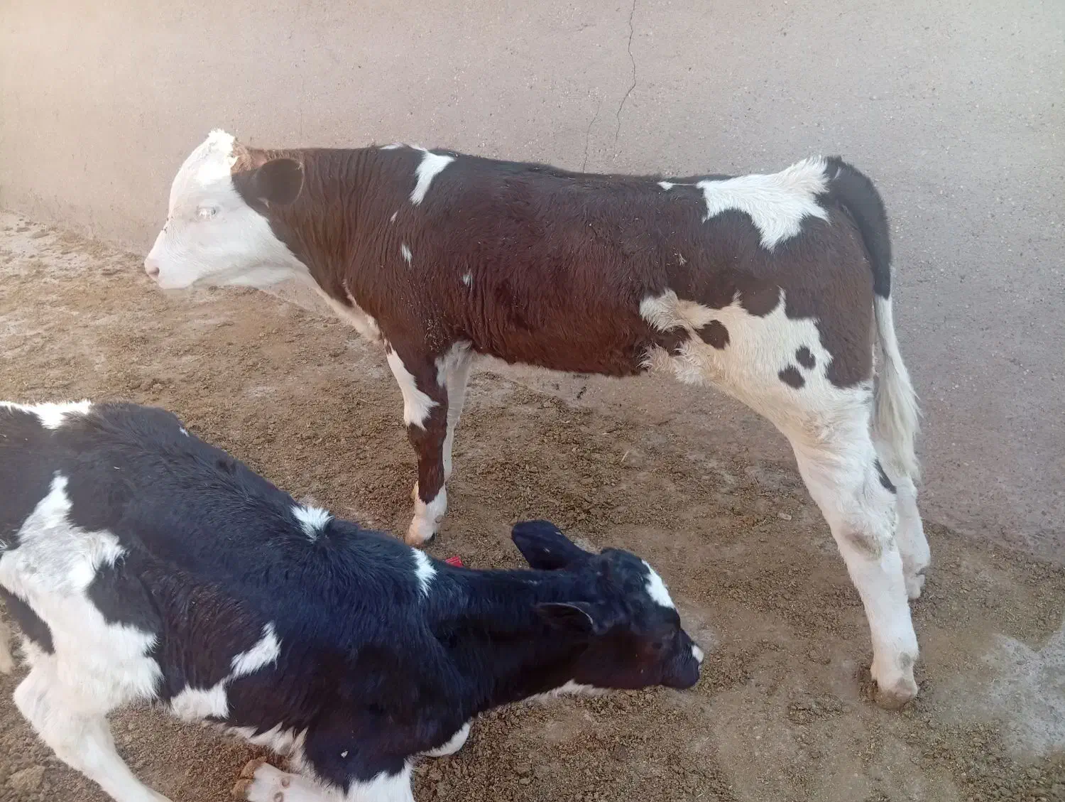 گوساله|حیوانات مزرعه|مسجد سلیمان, |دیوار