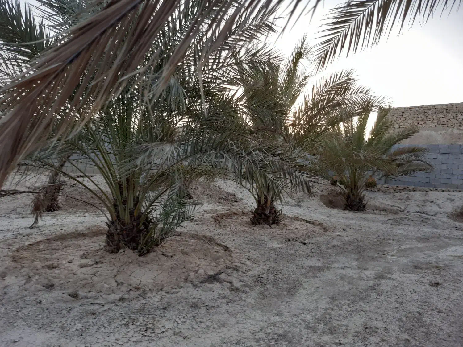 خانه باغ|فروش خانه و ویلا|اهرم, |دیوار