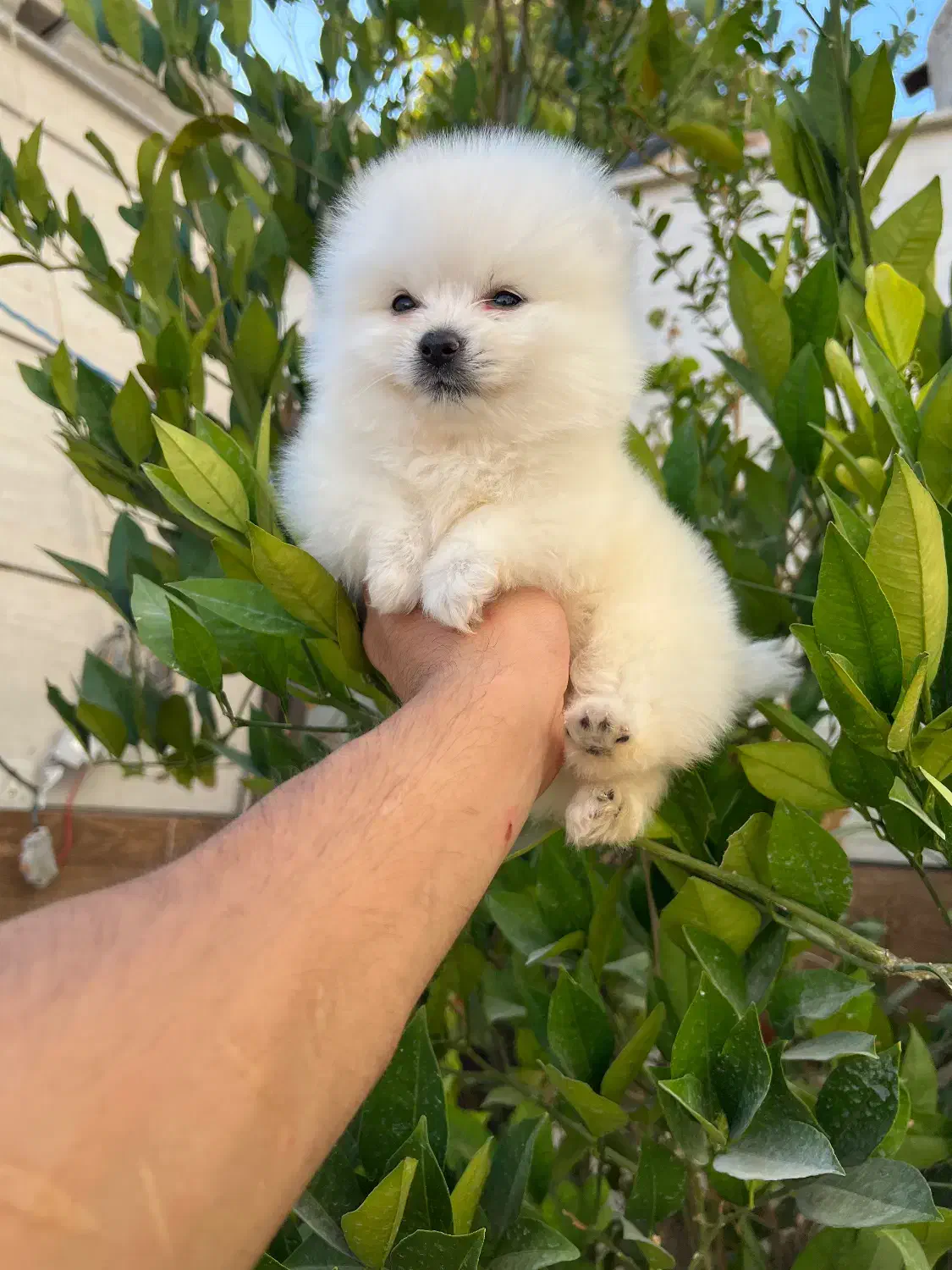 توله سگ پامر|سگ|شیراز, کیان آباد|دیوار