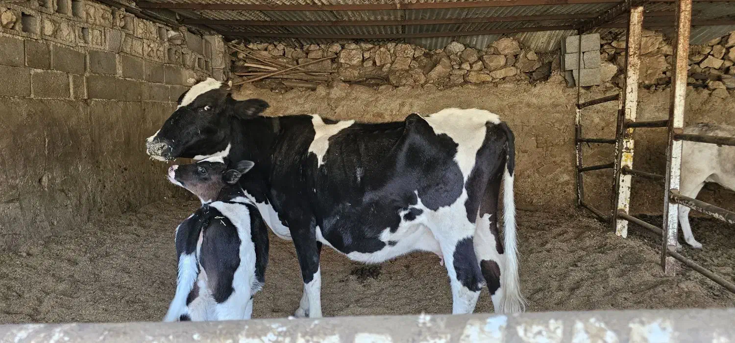 گاو گوساله|حیوانات مزرعه|ارژن, |دیوار