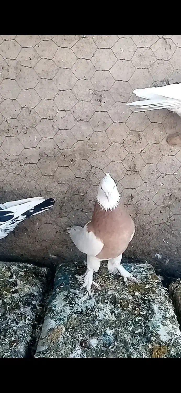 کبوتر صید در چناران|پرنده|مشهد, امیریه|دیوار