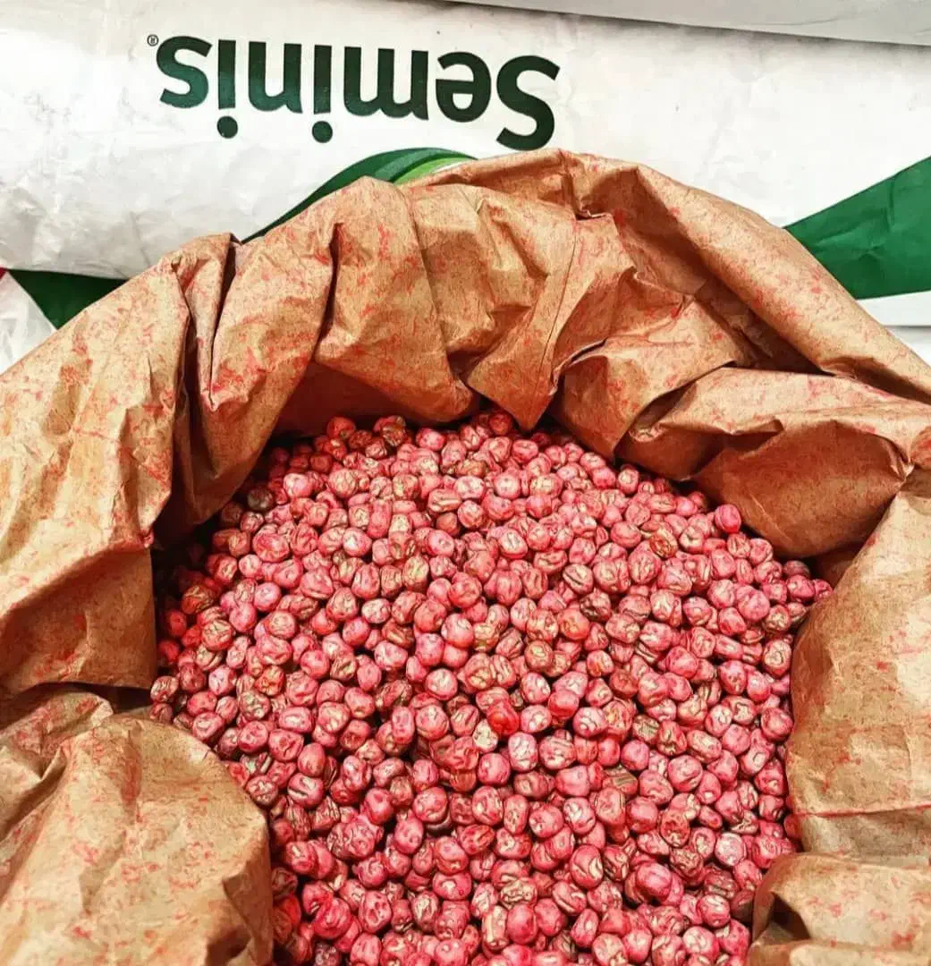 بذر نخود فرنگی اتریلو ترکیه ایتالیا|خدمات باغبانی و درختکاری|گنبد کاووس, |دیوار