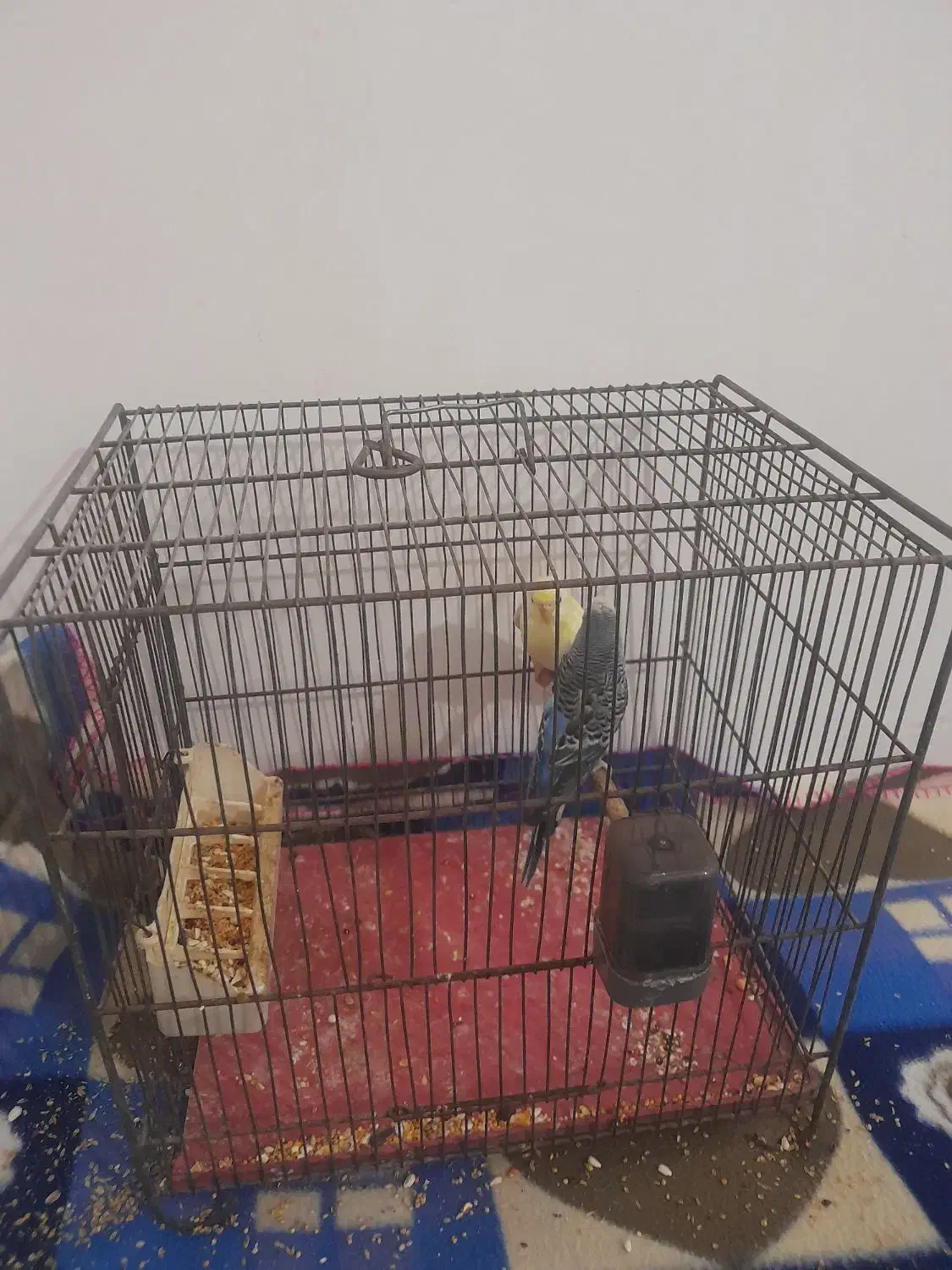 مرغ عشق|پرنده|تبریز, |دیوار