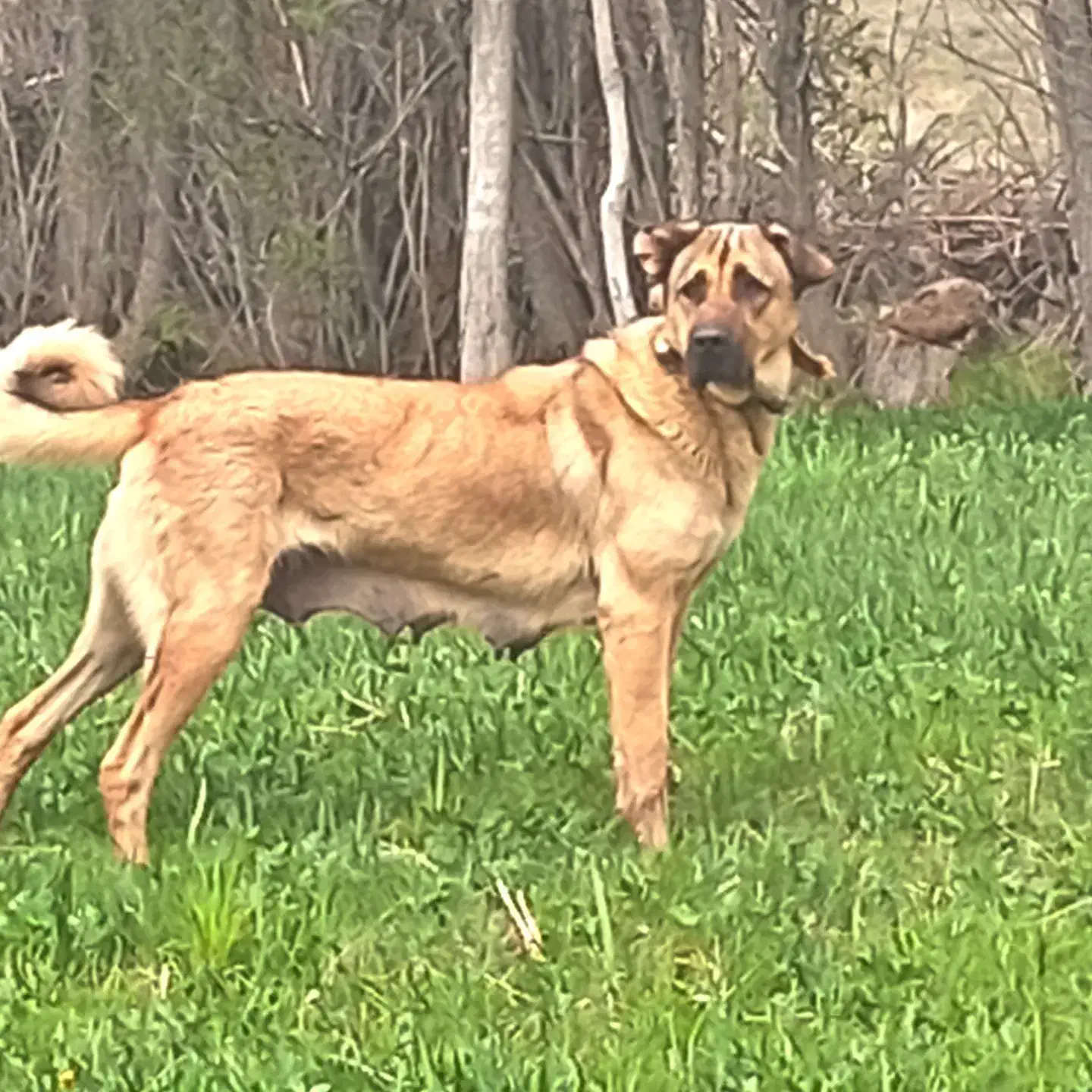 ماده سرابی نسل دار|سگ|خلخال, |دیوار