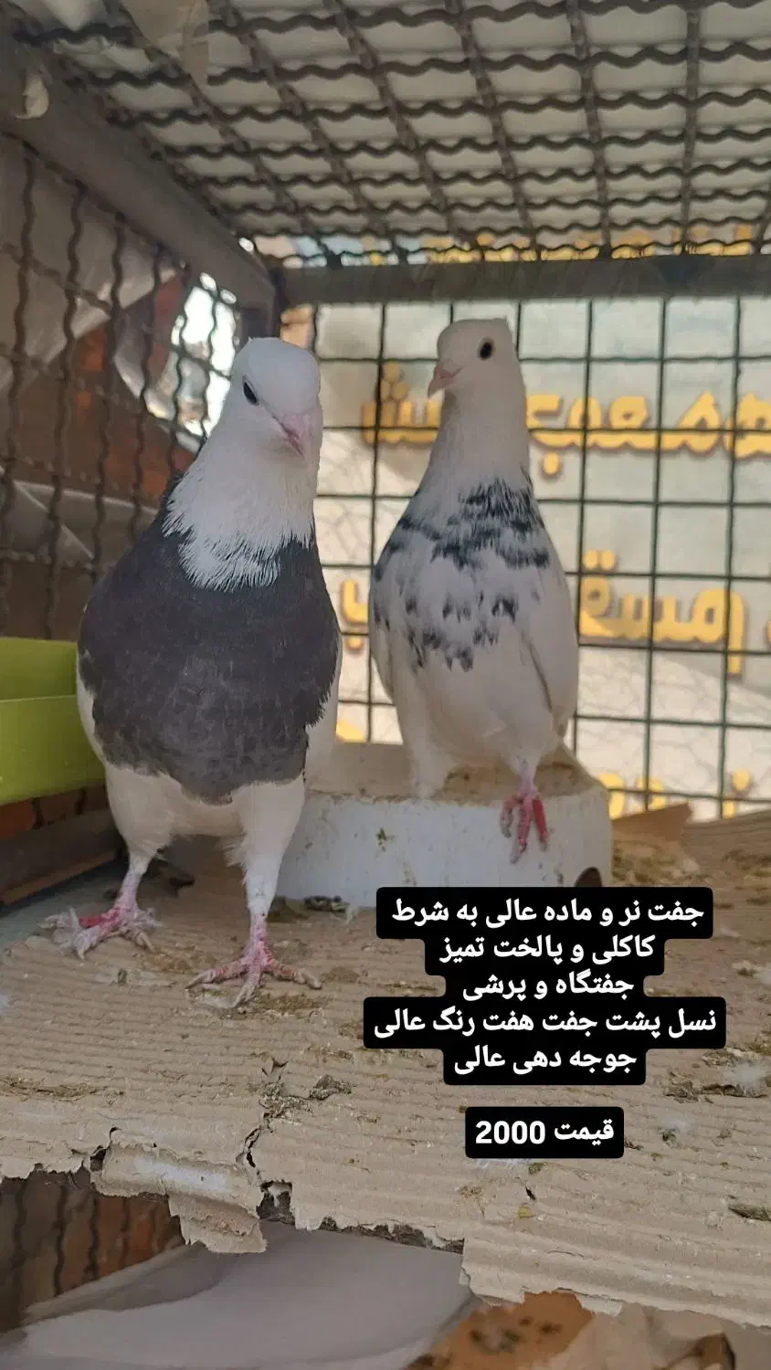 بوم کفتر رنگی طوقی . سرور . تهرونی پرشی . راعبی|پرنده|باغ بهادران, |دیوار