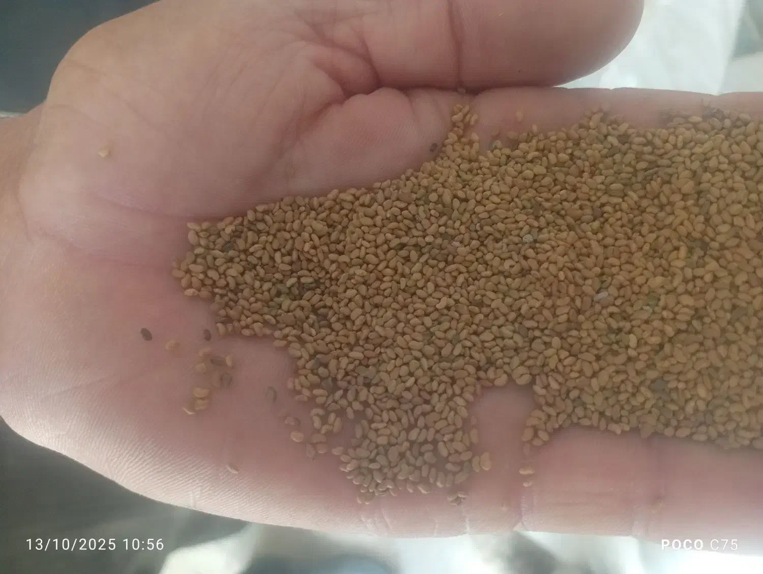 بذر یونجه|خدمات باغبانی و درختکاری|مرودشت, ثبت احوال|دیوار