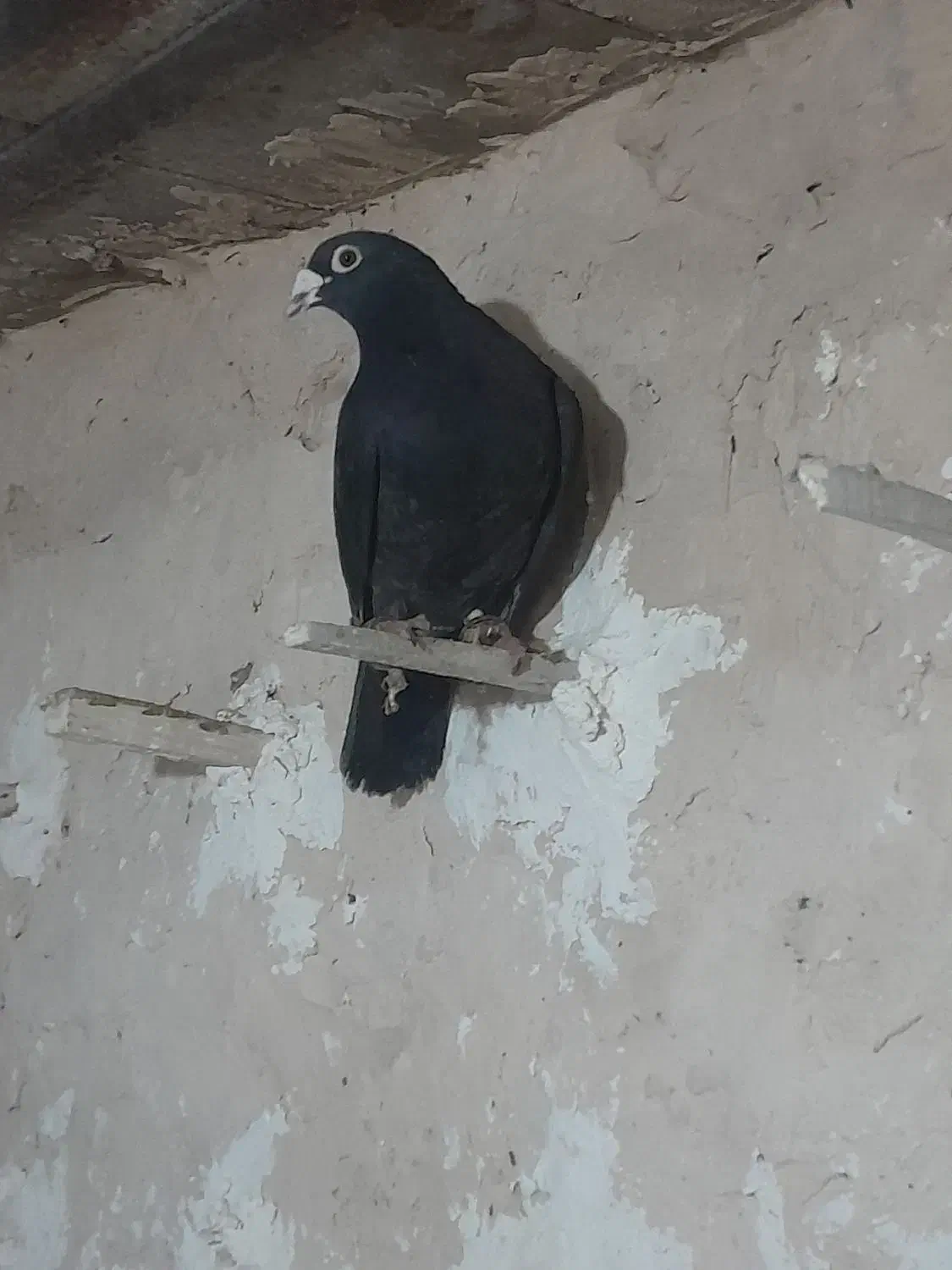 کبوتر|حیوانات|زیرکوه, |دیوار