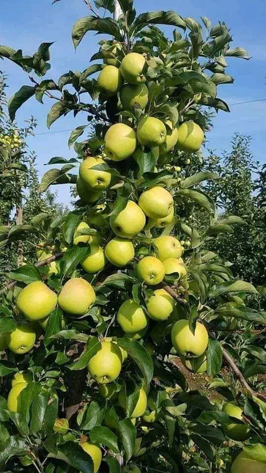 نهالستان پخش انواع نهال درجه یک|خدمات باغبانی و درختکاری|قزوین, |دیوار