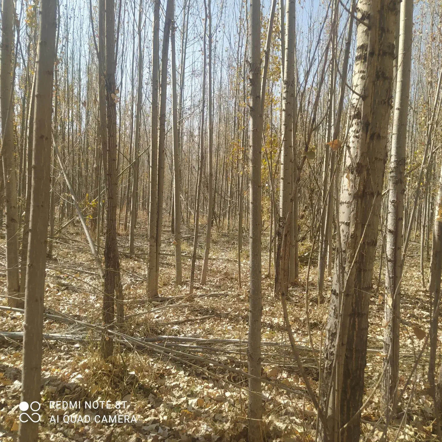 چوب گلخا نه ای شلاقی|خدمات باغبانی و درختکاری|اصفهان, شهشهان|دیوار