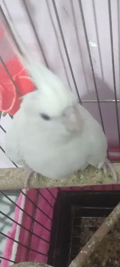 عروس هلندی آلبینو و آلبینو دوکت|پرنده|محمدشهر, ولدآباد|دیوار