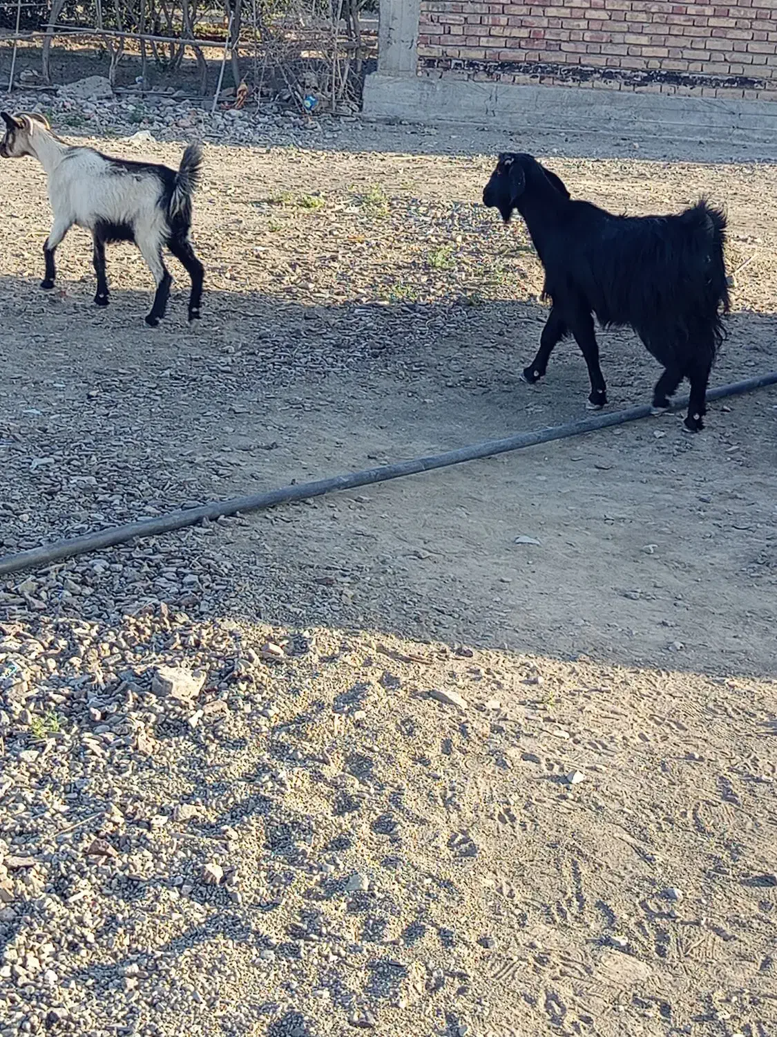 گوسفند|حیوانات مزرعه|چاه داد خدا, |دیوار