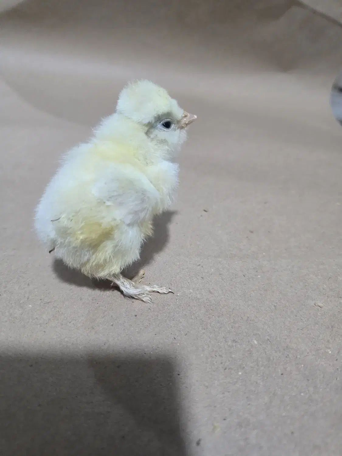 جوجه سلطان و لهستانی و برهما|حیوانات مزرعه|پیشوا, |دیوار