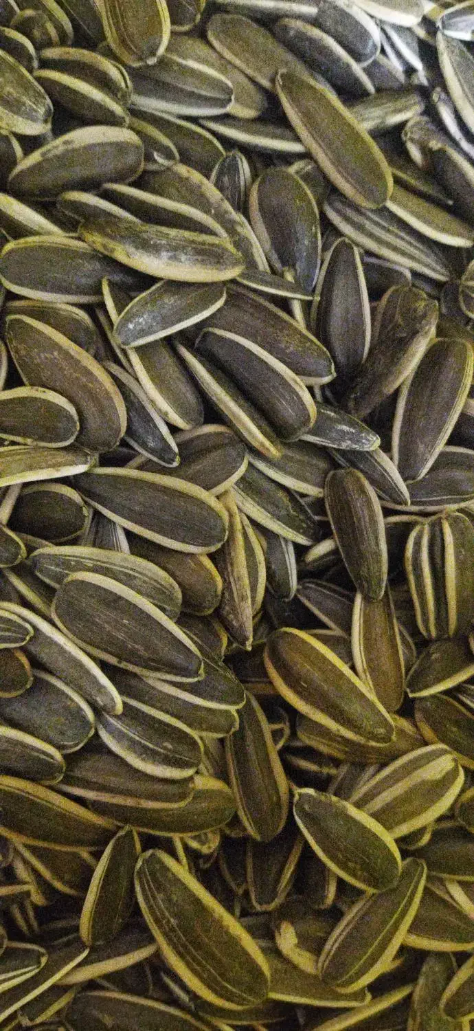 تخمه|خوردنی و آشامیدنی|ارومیه, |دیوار