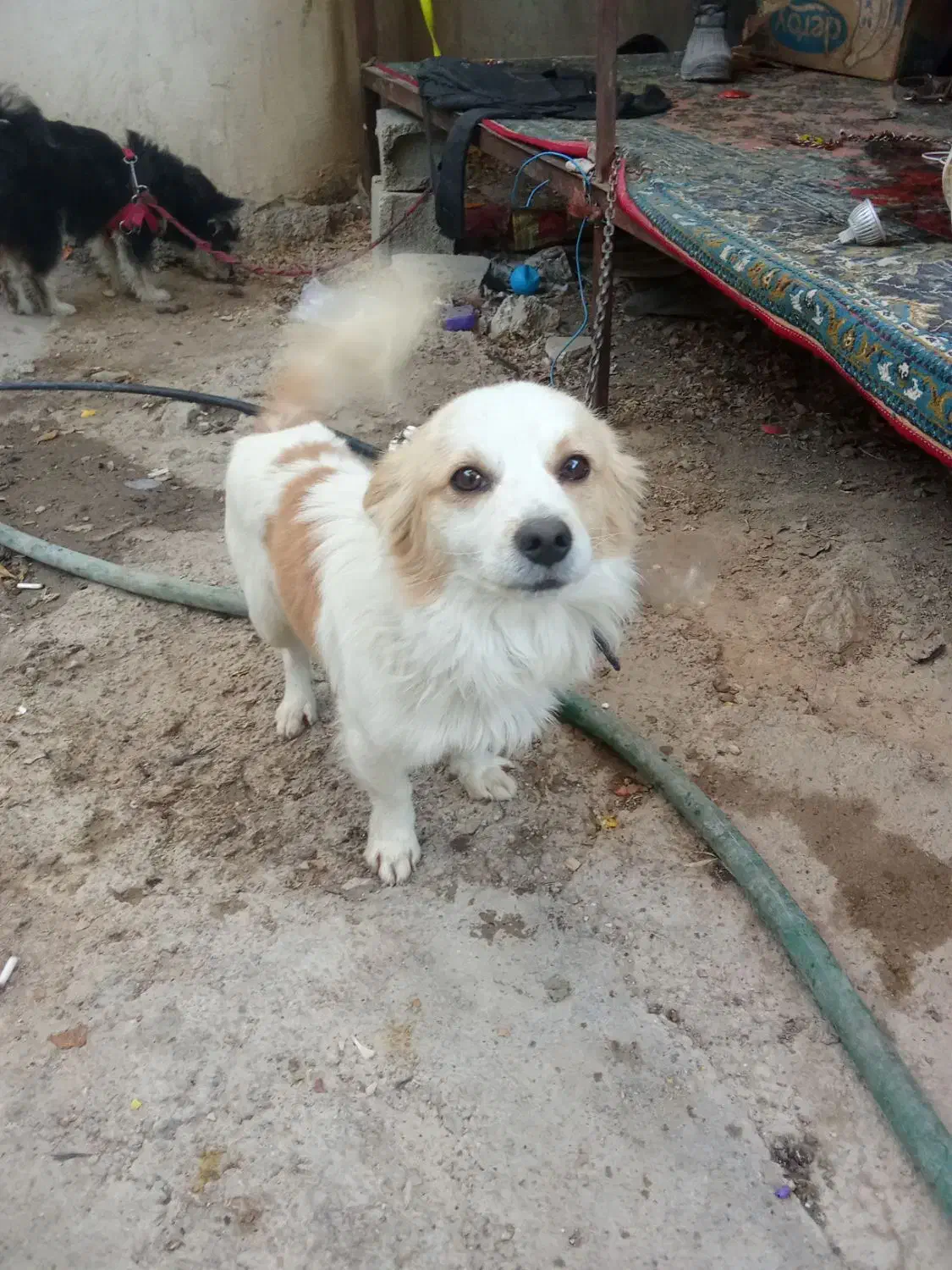 سگ باهوش و زرنگ|سگ|شیراز, بید زرد|دیوار