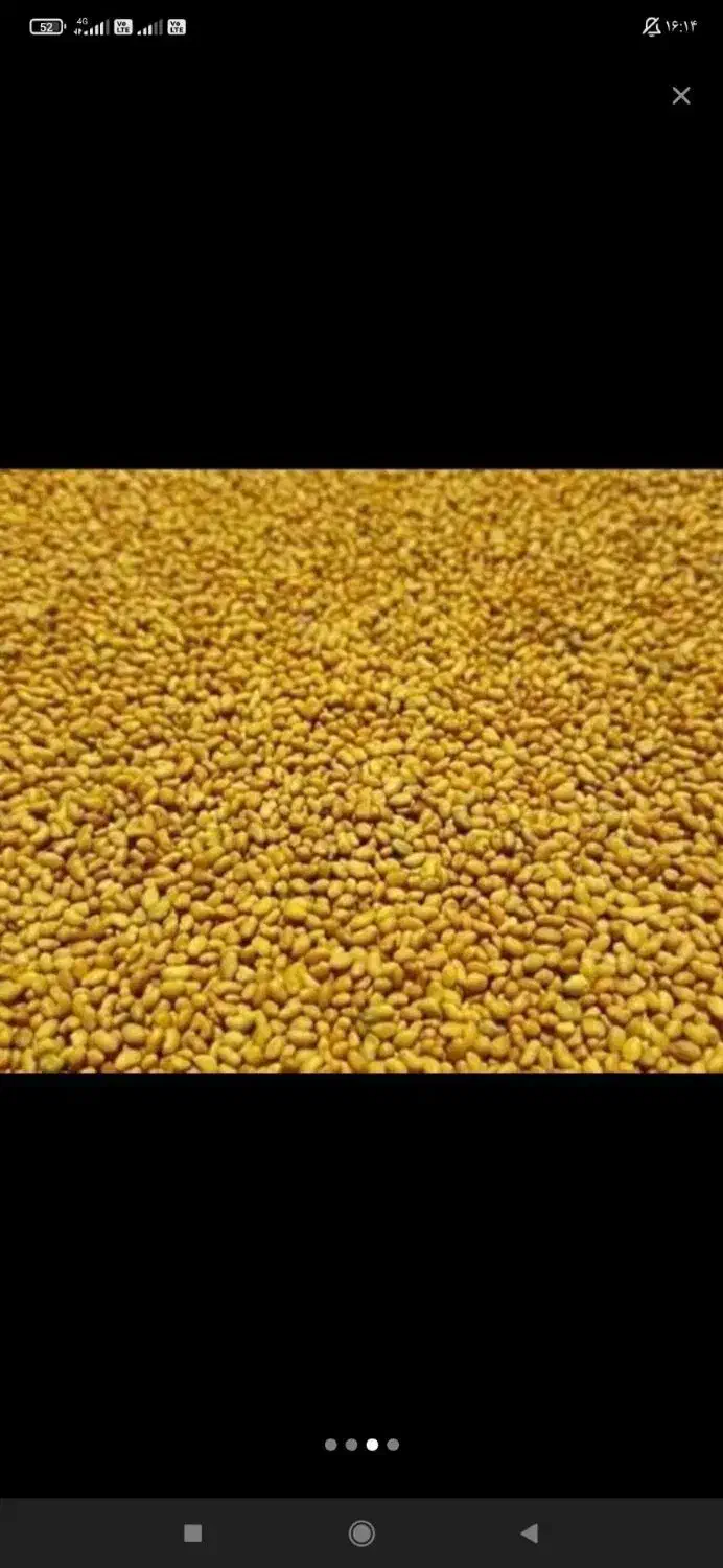 کسانی که دنبال پابلند هستن در خدمتم خارجی اصل|خدمات باغبانی و درختکاری|خرم‌آباد, |دیوار