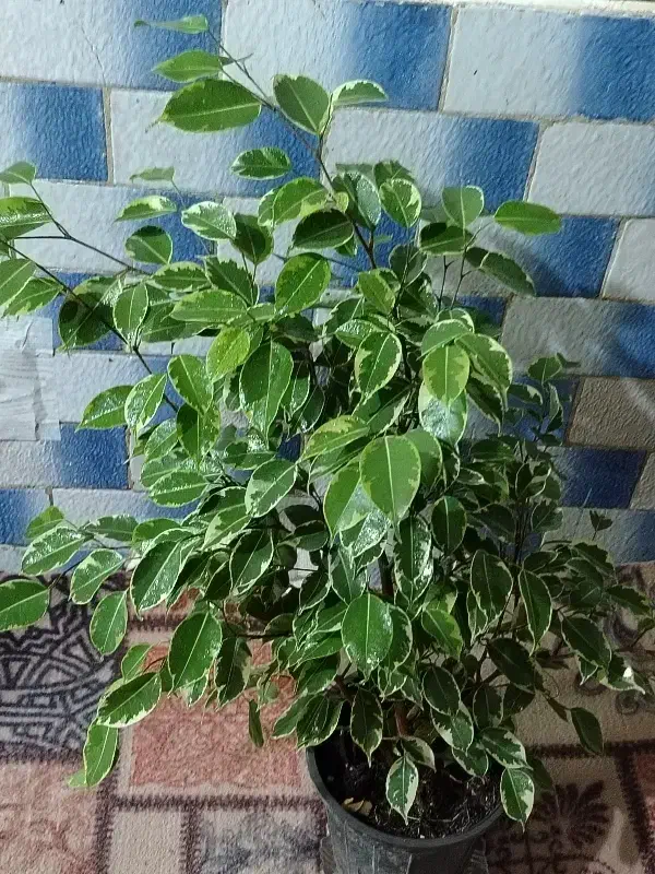 بنجامین|گل و گیاه طبیعی|نیشابور, فردوسی جنوبی|دیوار