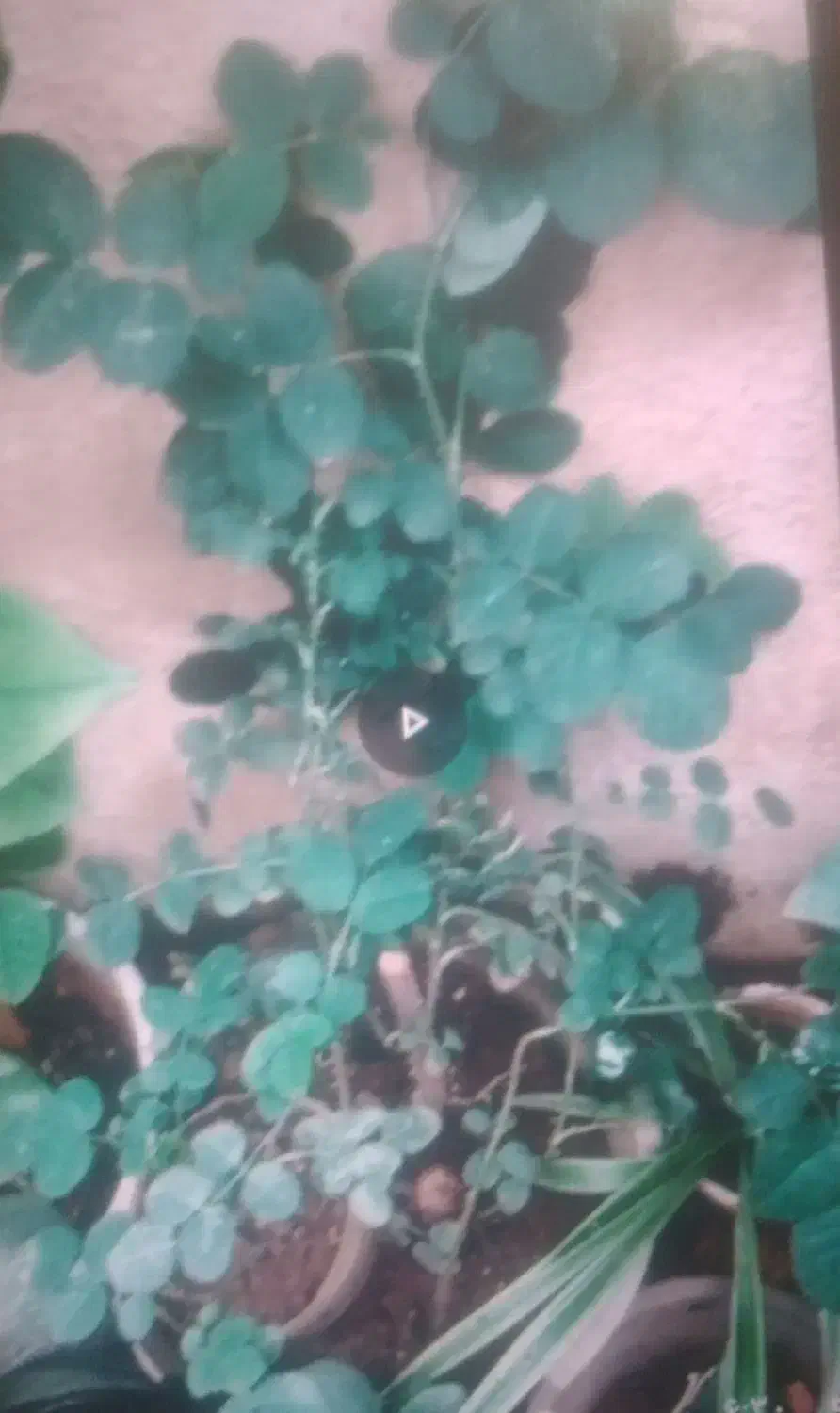 با بهترین قیمت به فروش می‌رسد|گل و گیاه طبیعی|محمدیه-قزوین, |دیوار