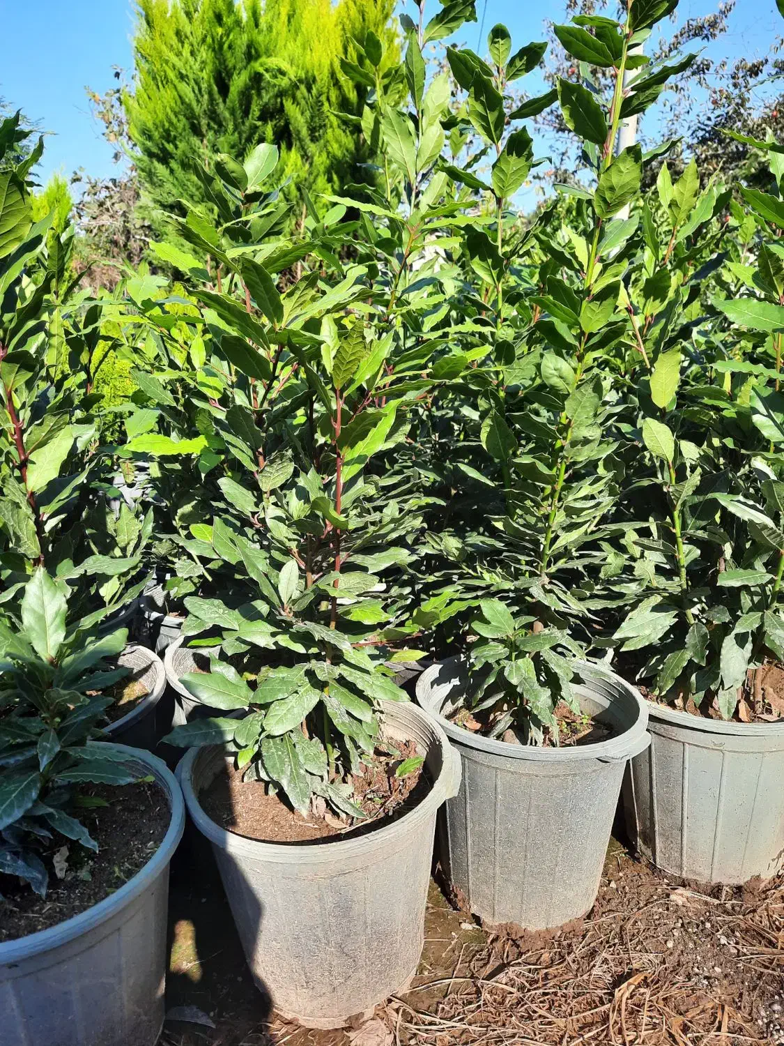 برگ بو|گل و گیاه طبیعی|قائمشهر, |دیوار