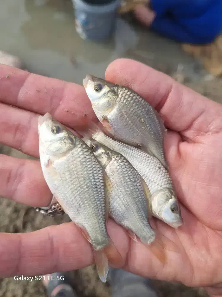 بچه ماهی کپور طلایی|ماهی|خرم‌آباد, |دیوار