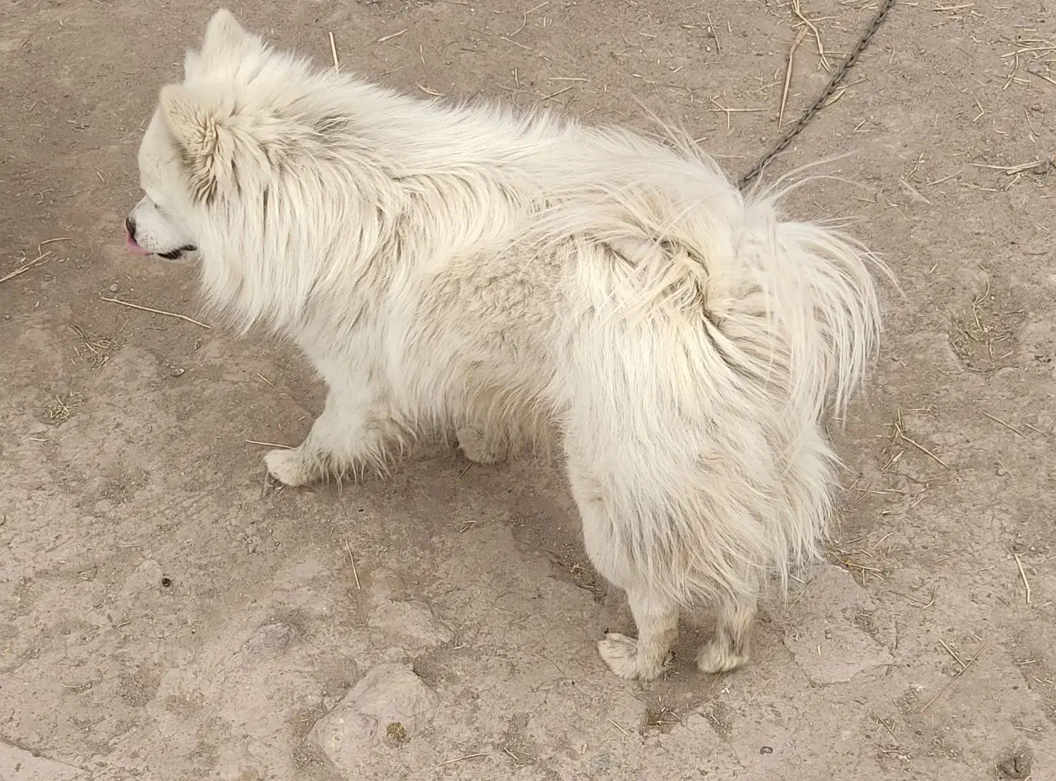 سگ پامر ماده|سگ|بم, |دیوار