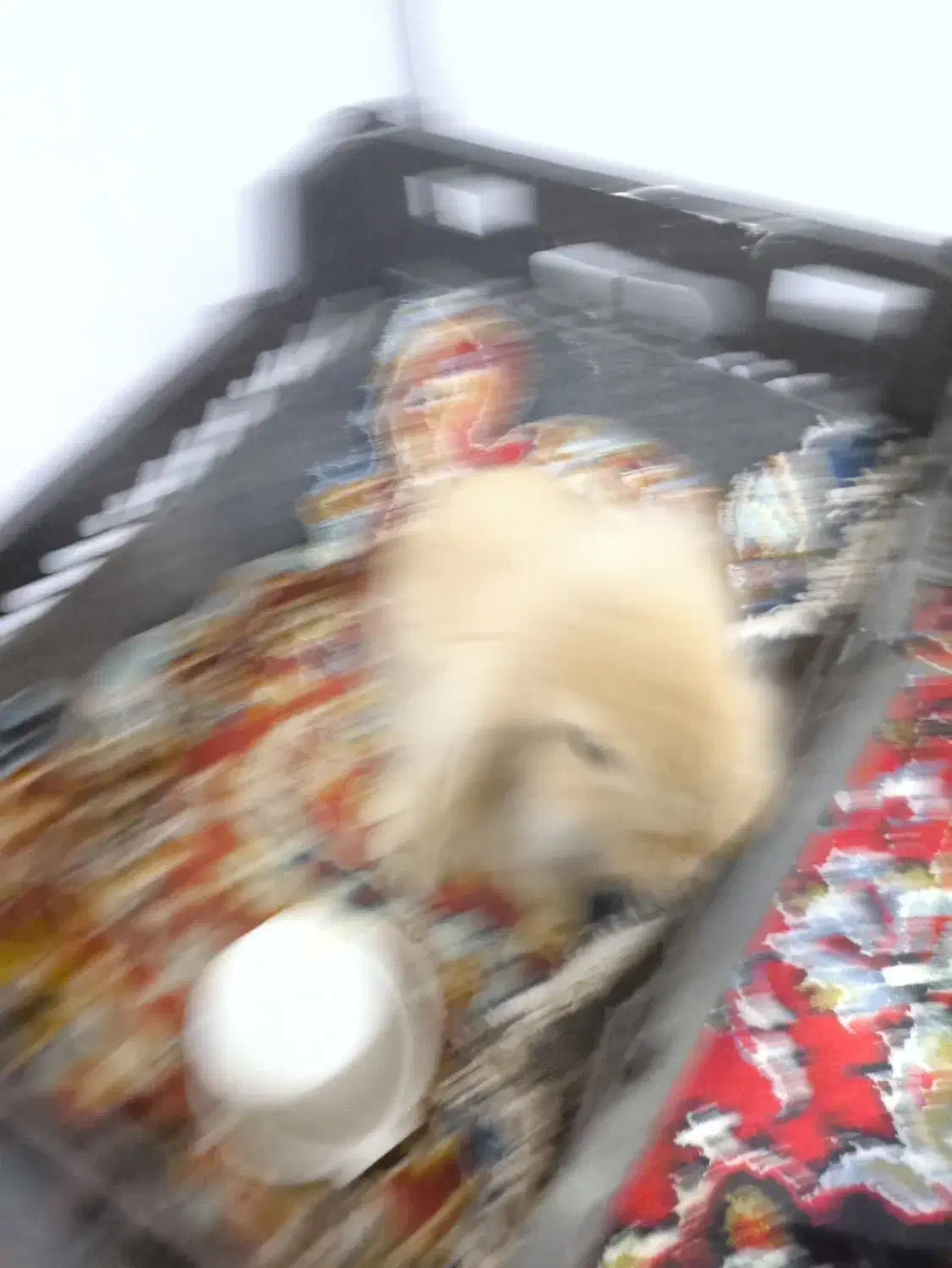 خرگوش|موش و خرگوش|پلدختر, |دیوار