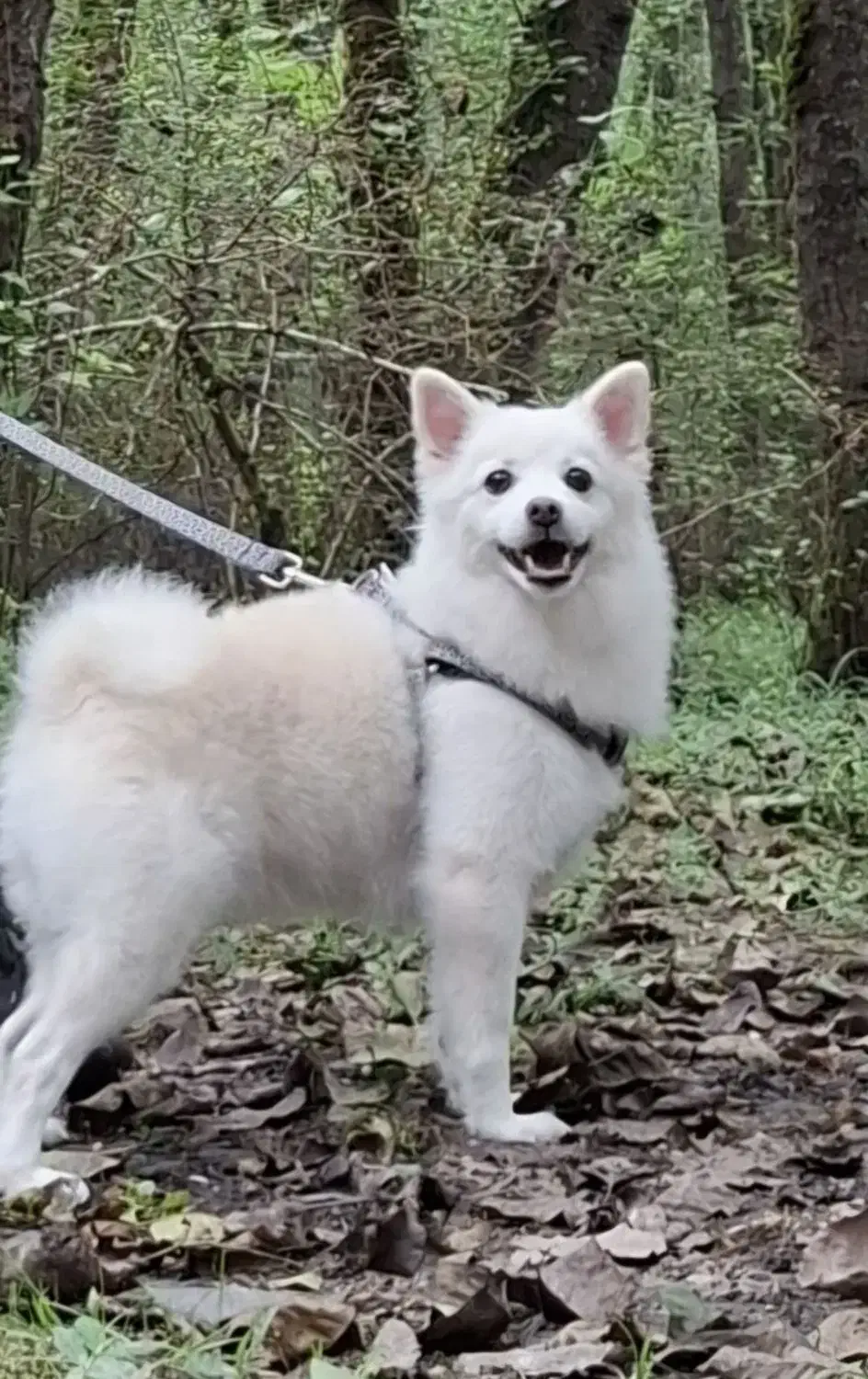 سگ گم شده|حیوانات|اصفهان, لاله|دیوار