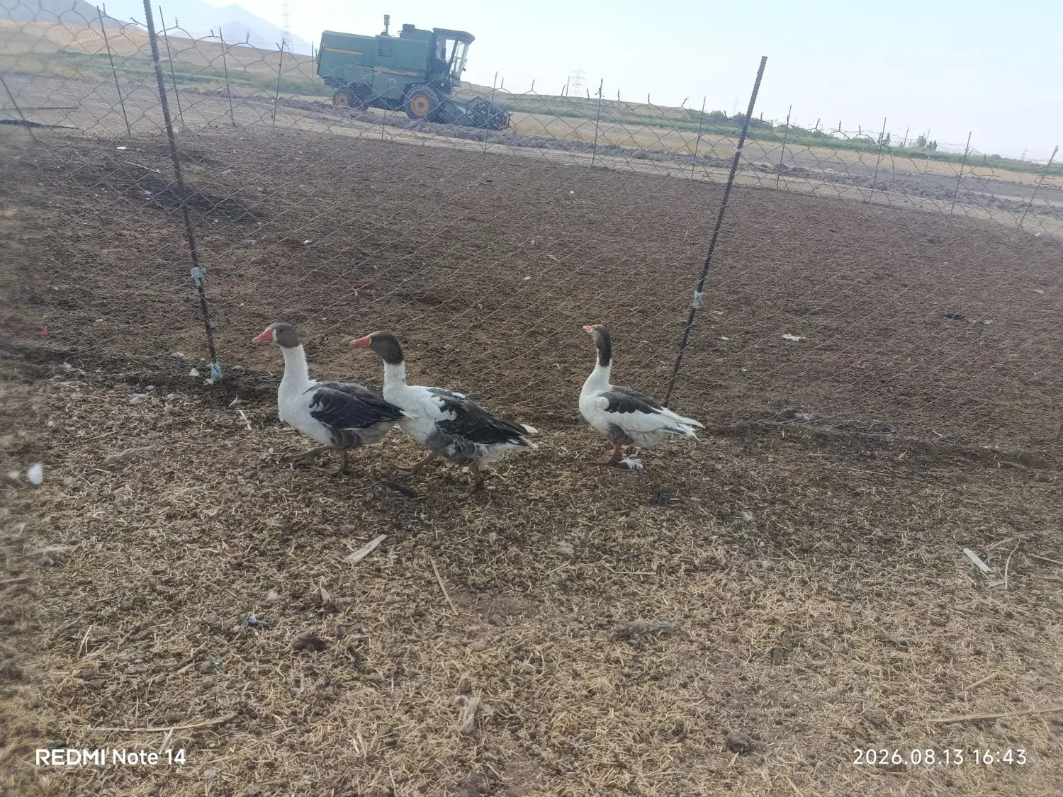 غاز|حیوانات مزرعه|دورود, |دیوار