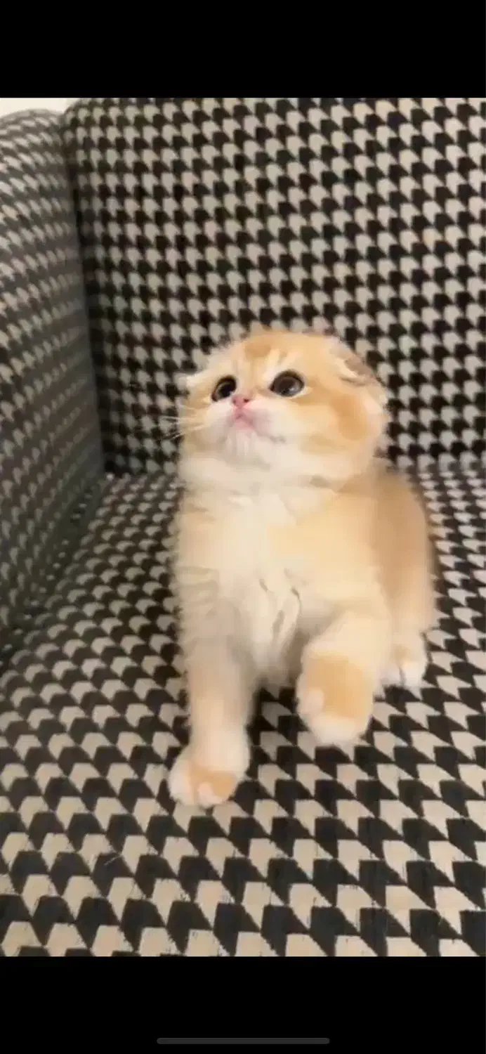 گربه اصیل اسکاتیش دبل فولدny12|گربه|اصفهان, مرداویج|دیوار