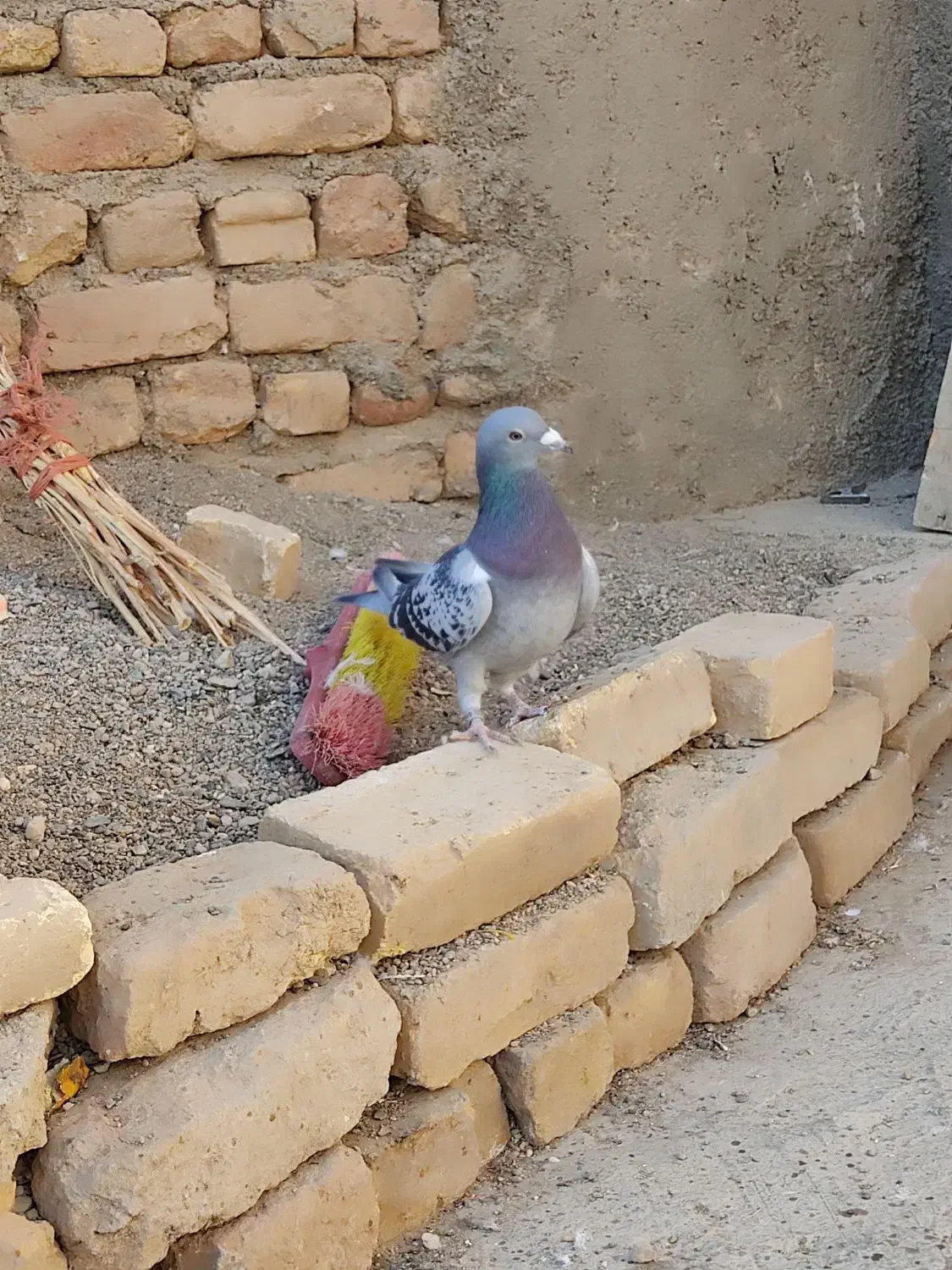 کبوتر پلاکی، کله دم‌سیاه|پرنده|شراء, |دیوار